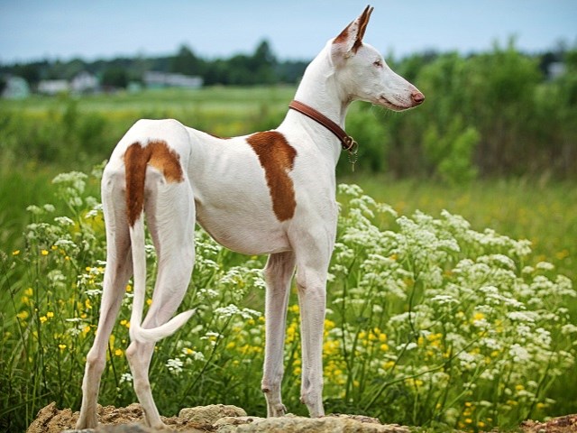 Ibizan Hound thumbnail